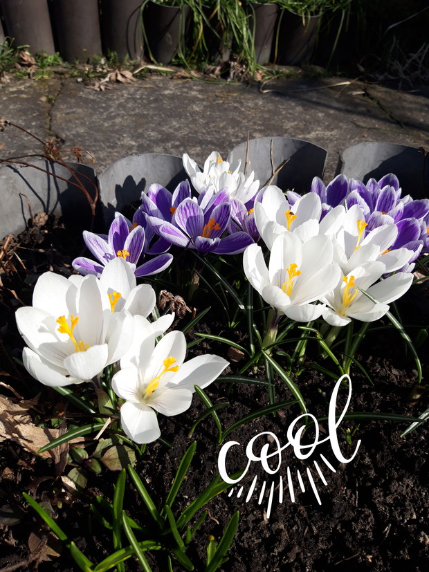 Cool krokusy