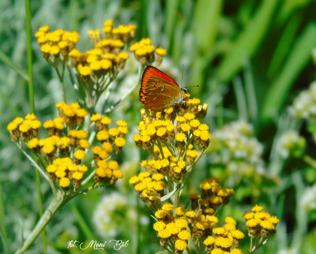 Czerwończyk dukacik