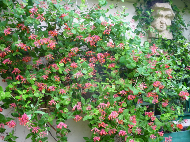 Domek ogrodnika obrośnięty wiciokrzewem