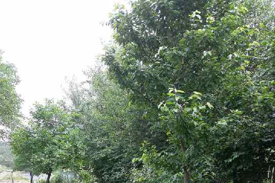 działka
