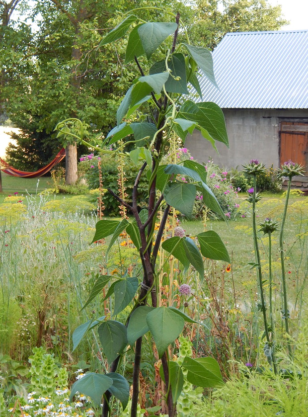 Fasola eucharystyczna