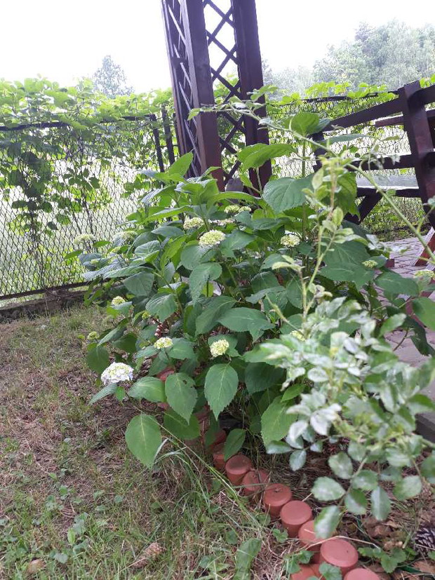 hortensje przy altanie