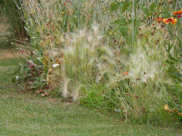 Jęczmień grzywiasty