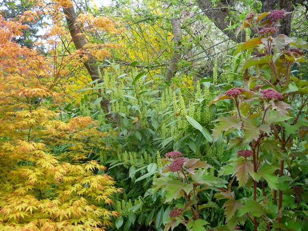 Klon japoński laurowiśnia i kalina Onondaga