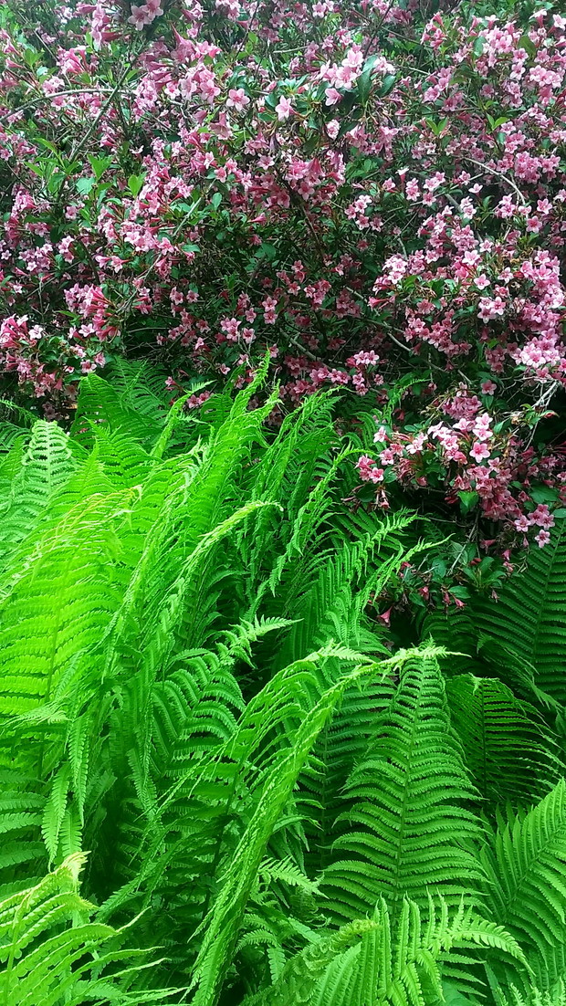 krzewuszka i paprocie