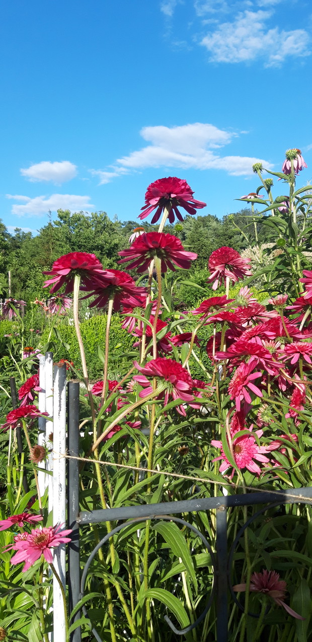 lato 2019- pysznogłówka