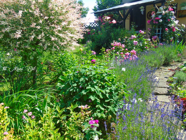 Lawenda w blokach startowych