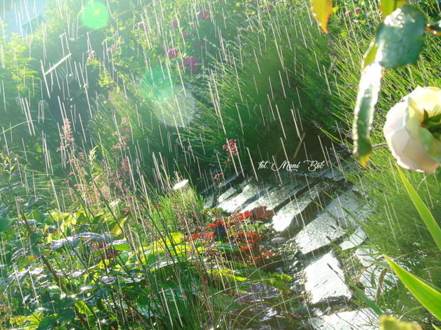 Lawenda zaraz zakwitnie