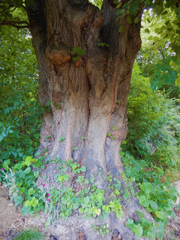 Lipa na granicy działki z lasem