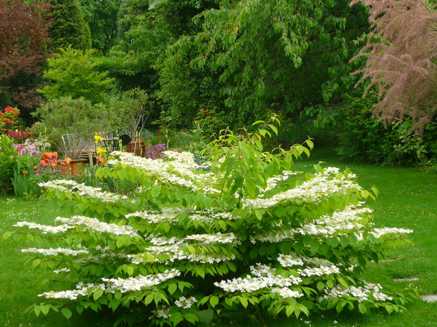 Majowy widoczek z kaliną