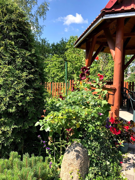 Malwy i koleżanka róża