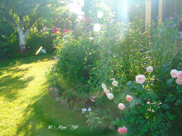 Ogród o świcie III