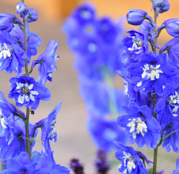 Ostrózki to czerwcowe królowe naszego ogrodu