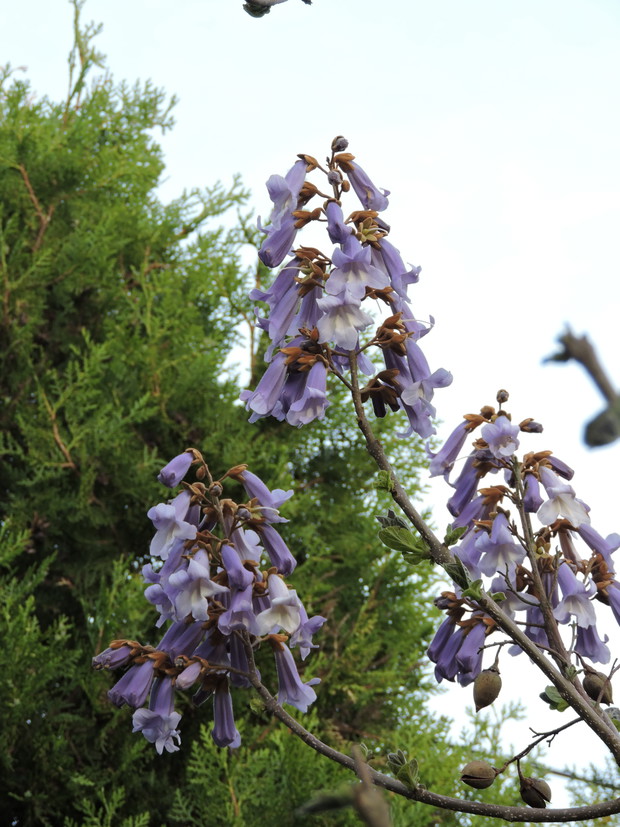 paulownia