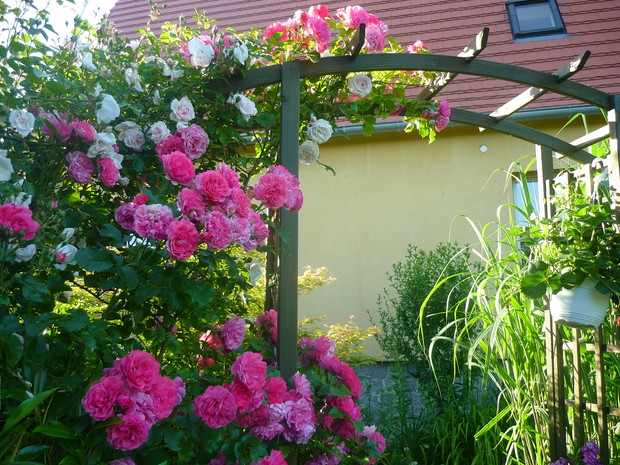 Pergola otulona różami