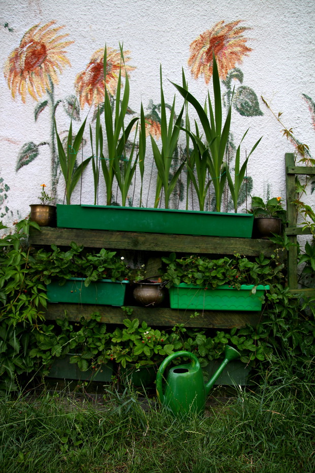 poziomki i mieczyki w skrzynkach