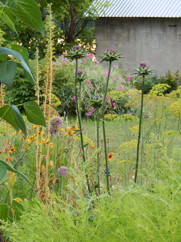 Przekwitłe kwiatostany