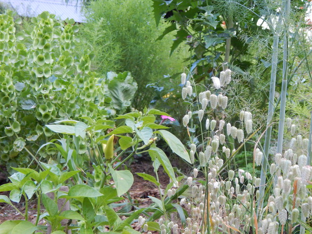 Rośliny jednoroczne