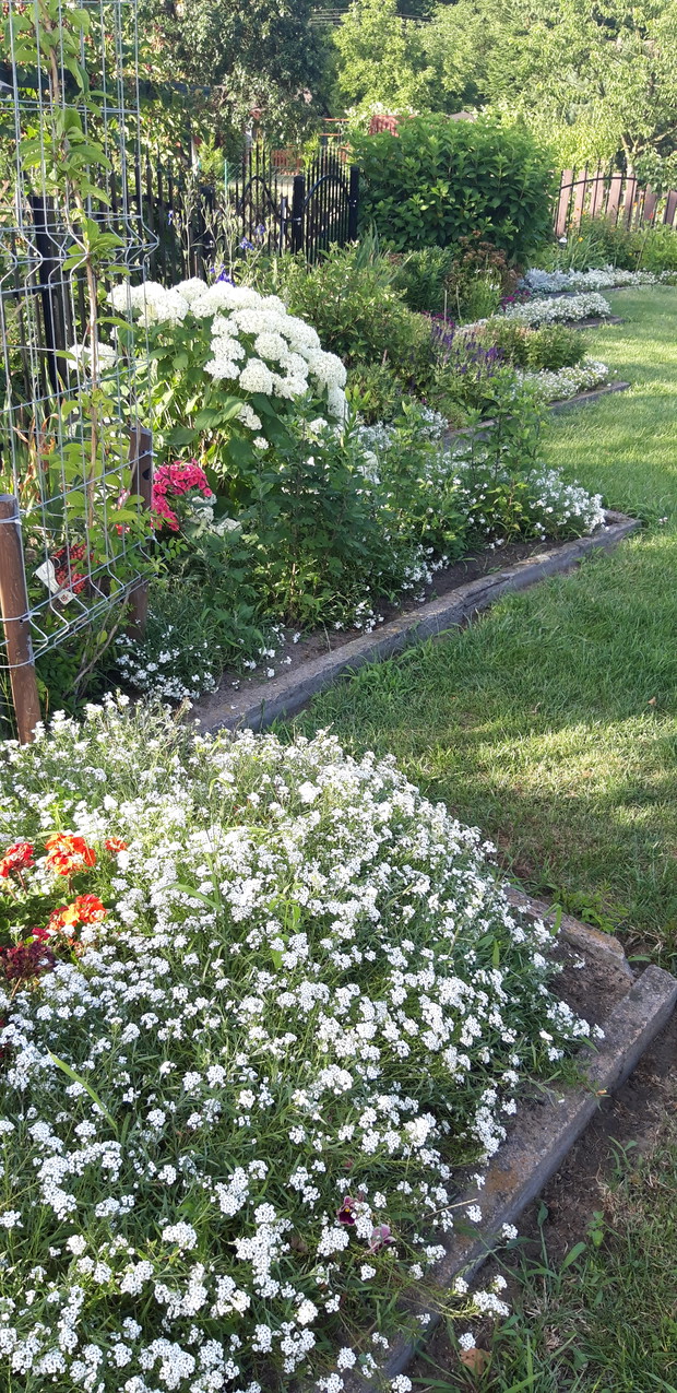 smagliczka i cudowny zapach