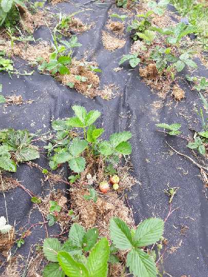 truskawki( jeszcze przed plewieniem)