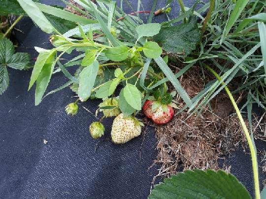 truskawki( jeszcze przed plewieniem)