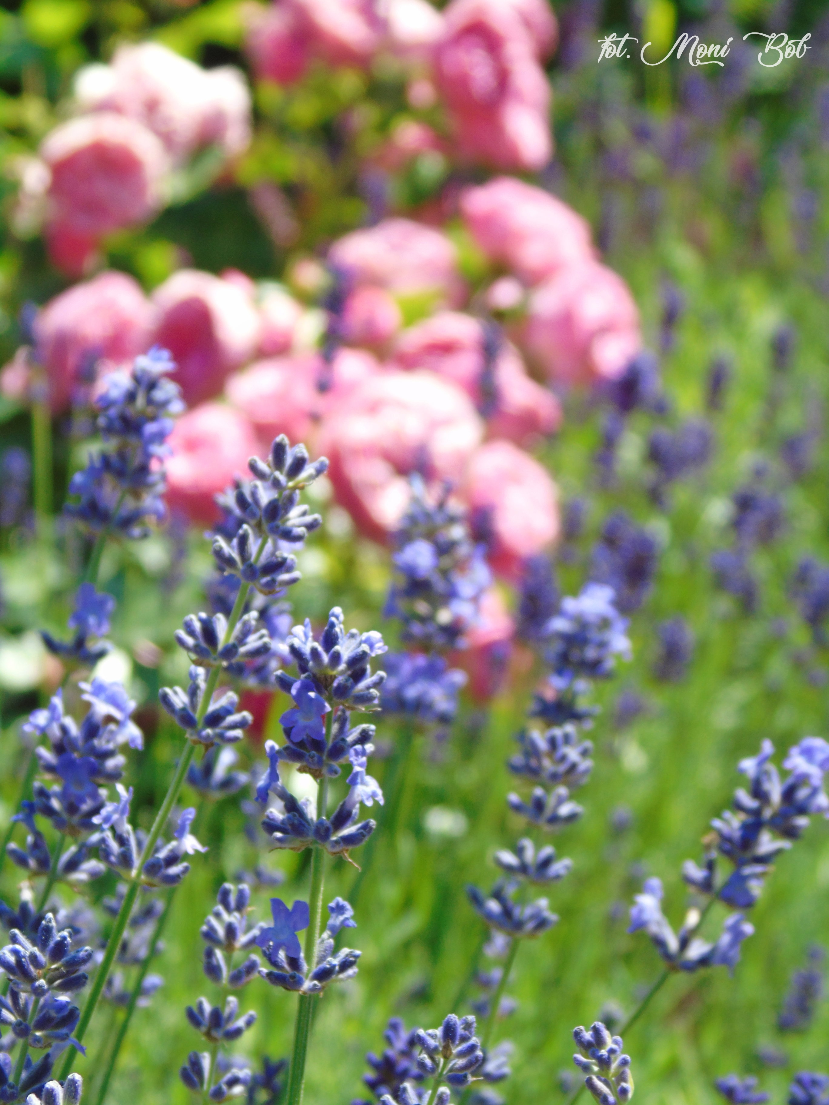 Ulubione połączenie