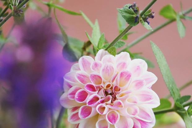 W donicach królują dalie