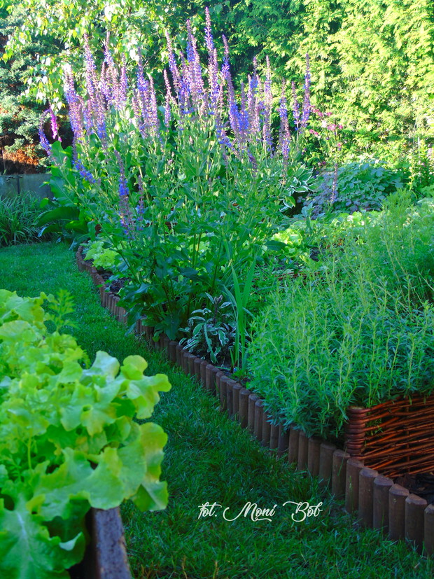 Warzywnik i herbarium