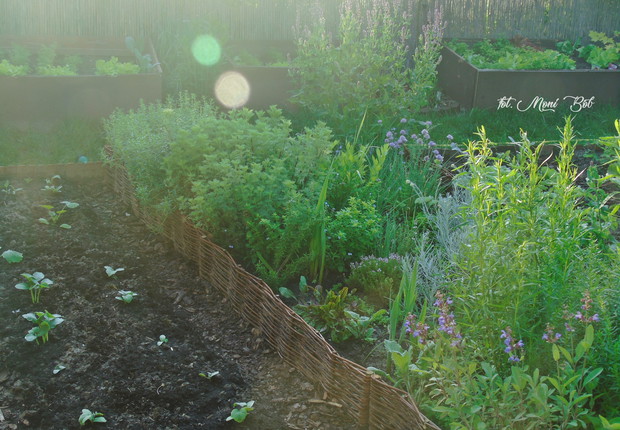 Warzywnik o świcie.