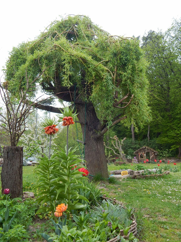 Wierzba płacząca ...po wiosennym "modelowaniu"