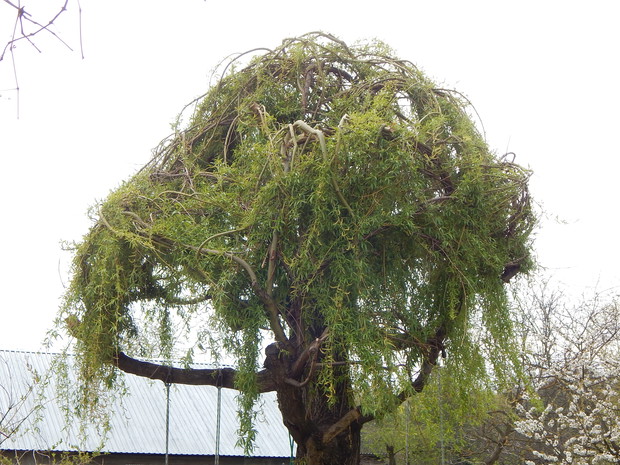 Wierzba  z początkiem wiosny