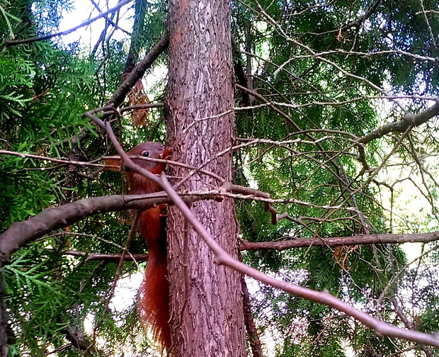 wiewiórka na moim drzewie