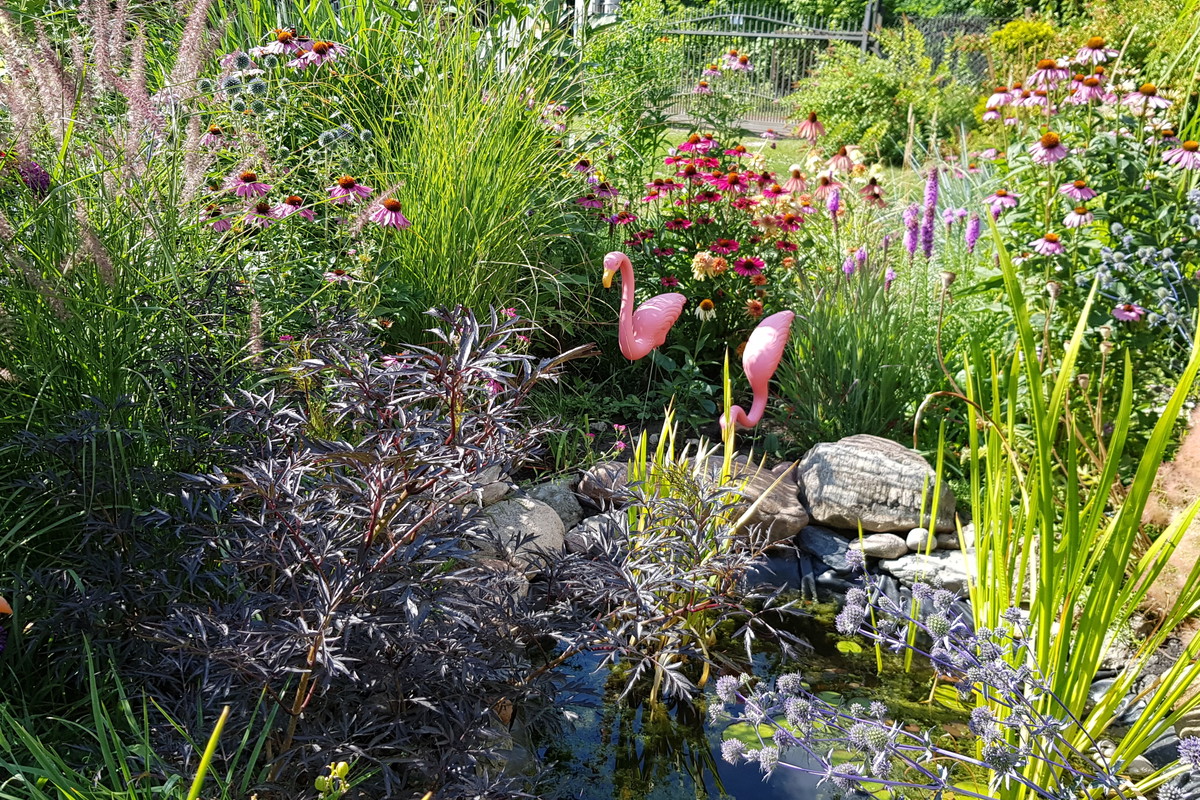 Bywają i flamingi ;)