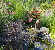 Bywają i flamingi ;)