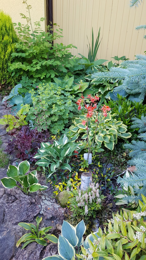 Cieniste zakątki w ogrodzie.