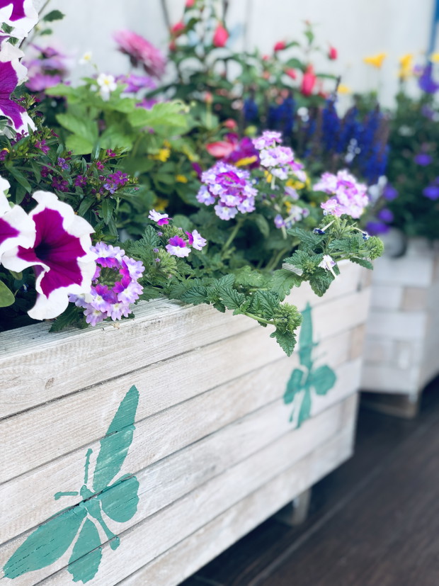 Miętowe motyle dodają charakteru