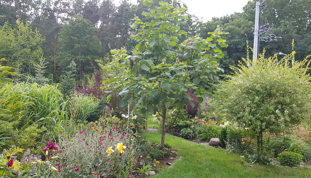 Mój ogród moja miłość.