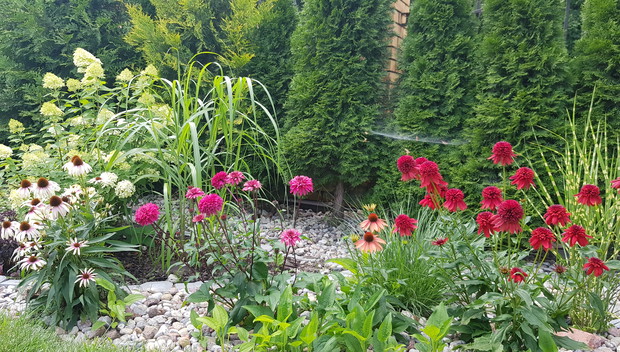 Moje ulubione jeżówki.