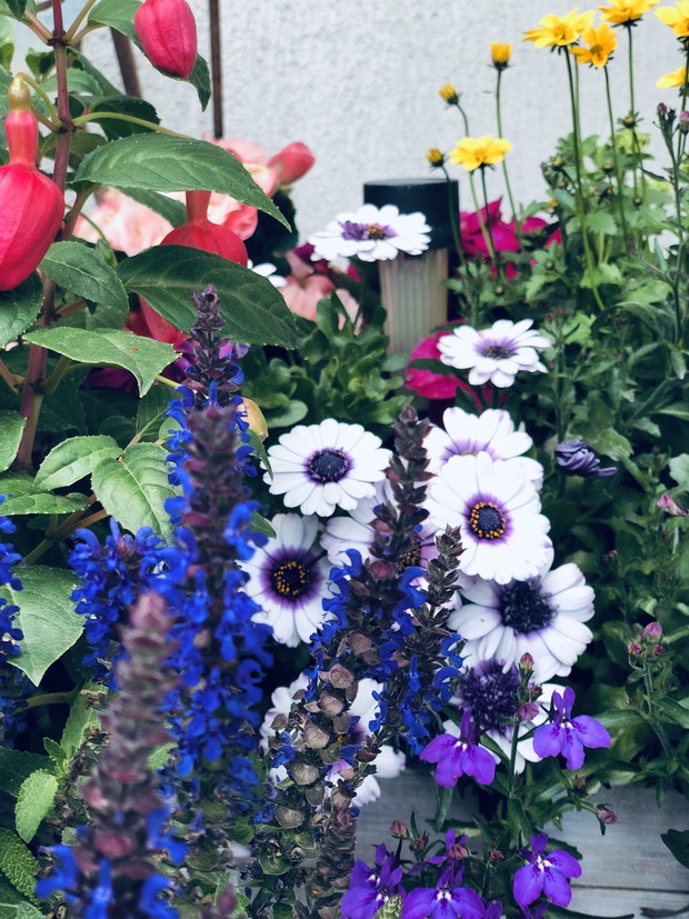 Niebiesko - fioletowe