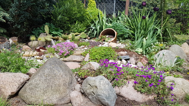 Skalniak w ogrodzie.