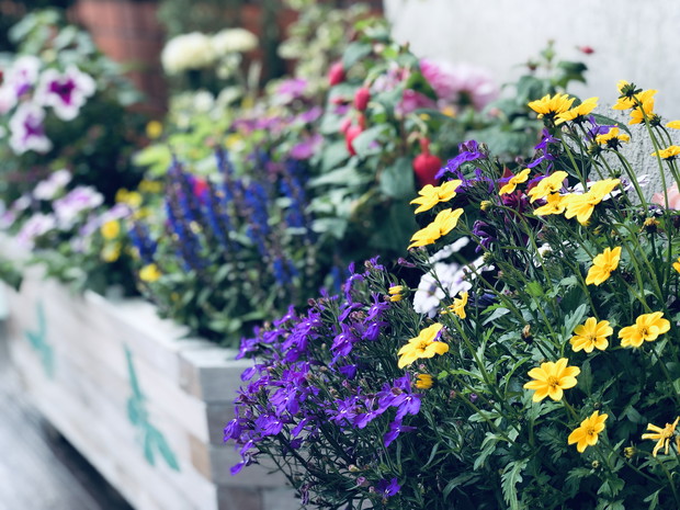 Szałwie, petunie, niecierpki i inne piękności