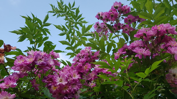 Uwielbiam róże, Veilchenblau.