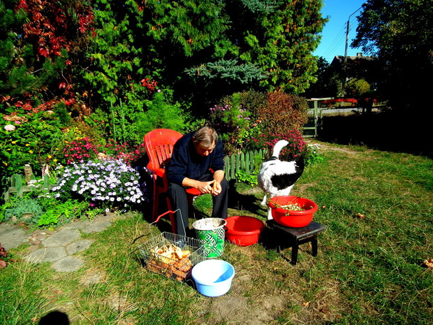 jesienny zbiór warzyw