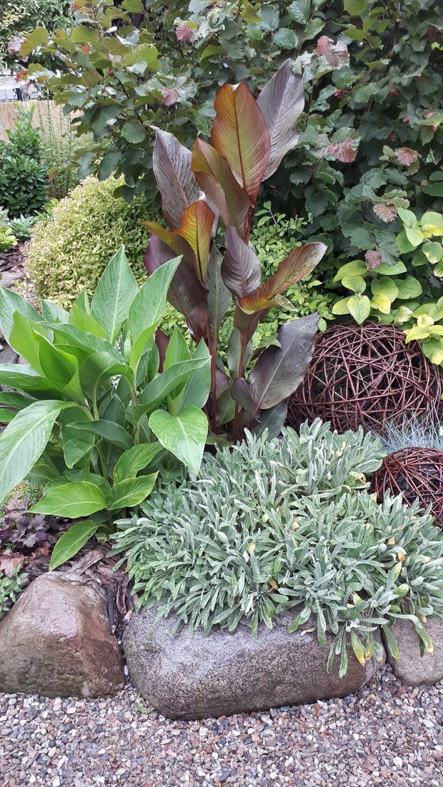 Kanny, pierwszy raz mi zakwitną