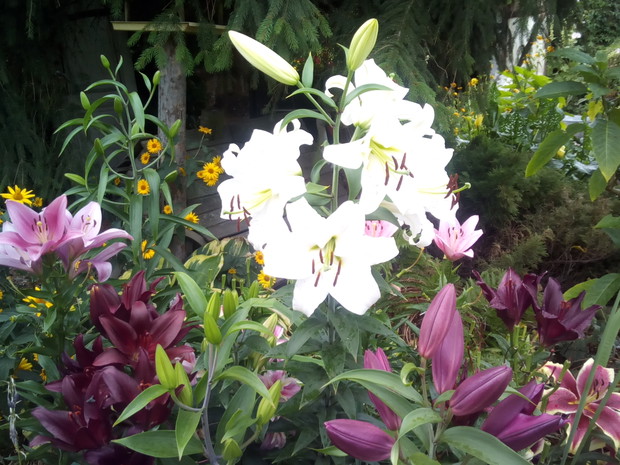 Lilie wypełniają jedną z rabat.
