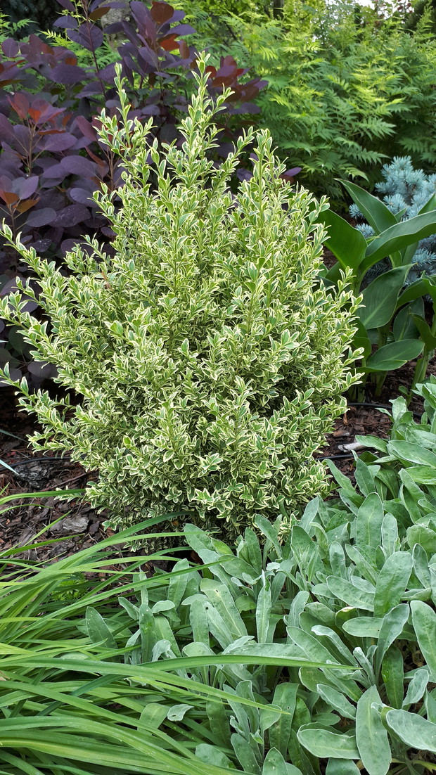 Na górce pod starą sosną