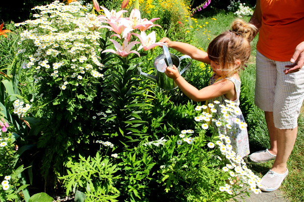 podziwiamy i podlewamy lilie