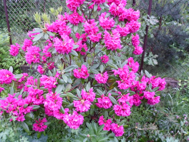 Rododendron