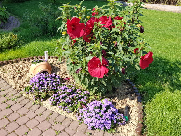 Śródziemnomorska rabatka