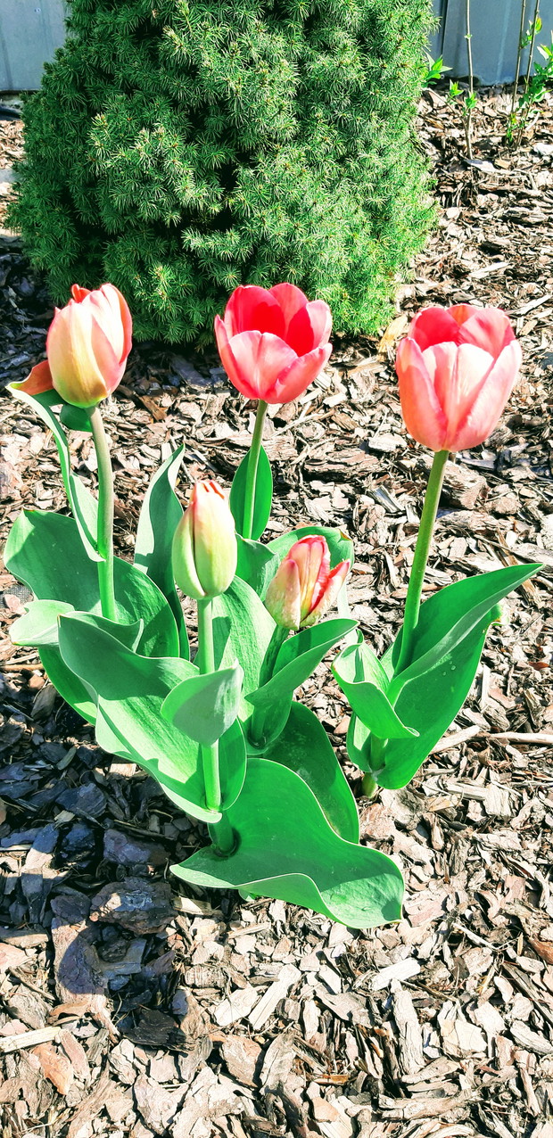 tulipany